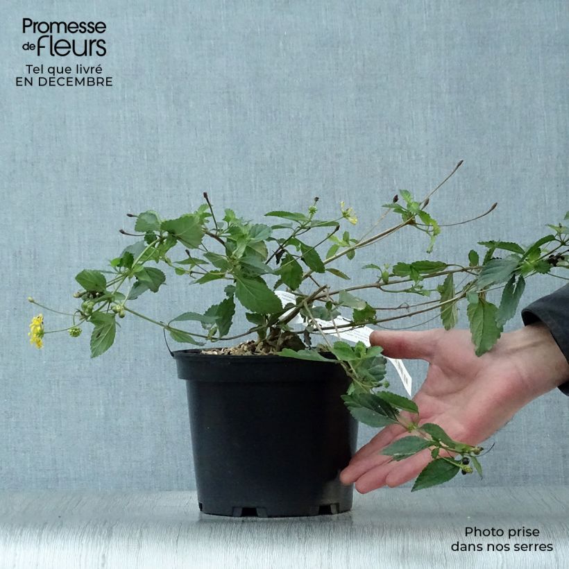 Lantana camara Chapel Hill Gold Maceta 2L/3L Ejemplar entregado en invierno