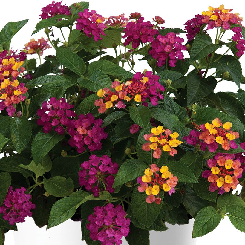 Lantana camara Gem Diva Pink (Floración)