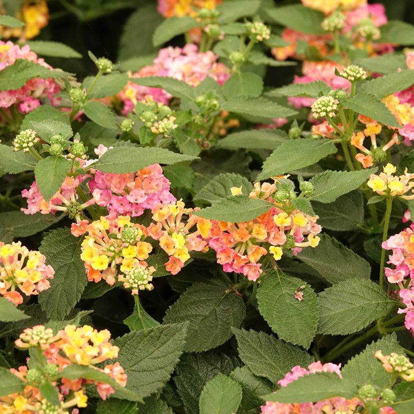 Lantana camara Evita Rose (Floración)