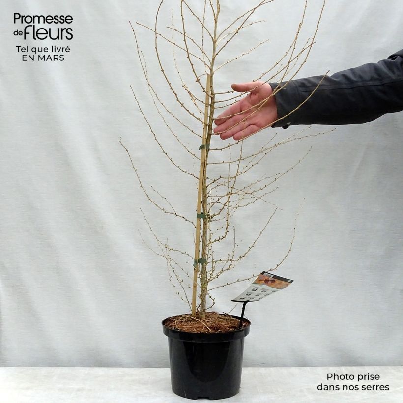 Alerce europeo - Larix decidua Maceta 4L/5L Ejemplar entregado en la primavera