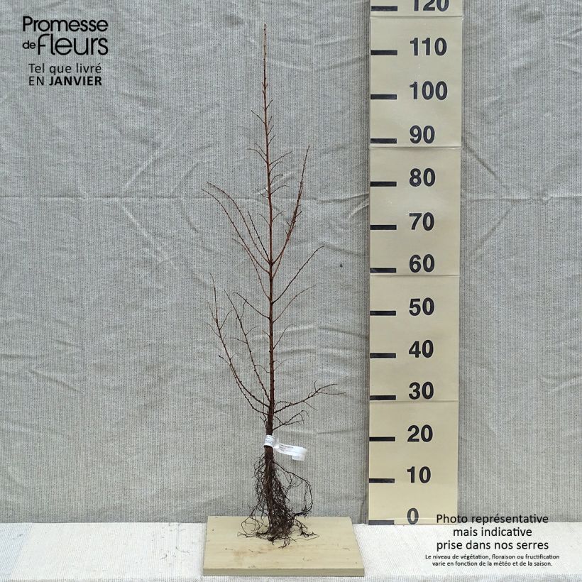 Alerce del Japón - Larix kaempferi Raíces desnudas Ejemplar entregado en invierno