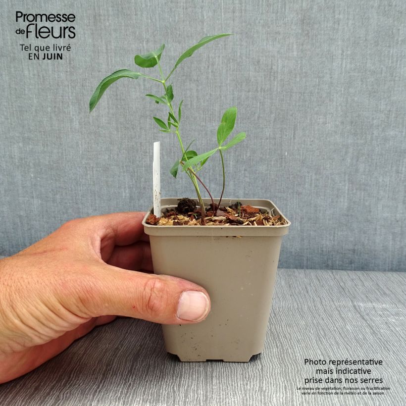 Laserpitium siler Maceta de 8/9 cm Ejemplar entregado en la primavera