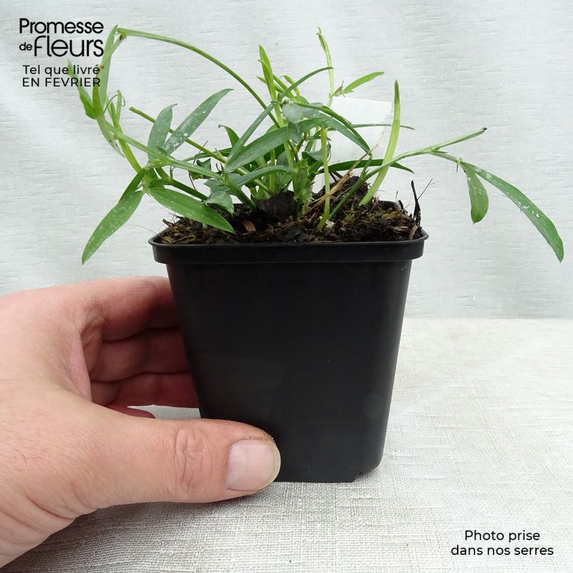 Lathyrus latifolius Pink Pearl - Albejana Maceta de 8/9 cm Ejemplar entregado en invierno