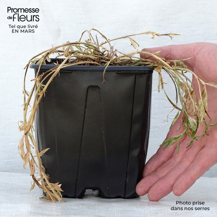 Lathyrus latifolius Pink Pearl - Albejana Maceta 2L/3L Ejemplar entregado en la primavera