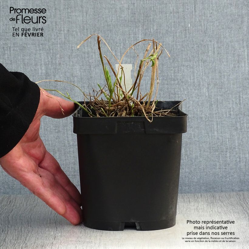 Lathyrus latifolius Pink Pearl - Albejana Maceta 2L/3L Ejemplar entregado en invierno