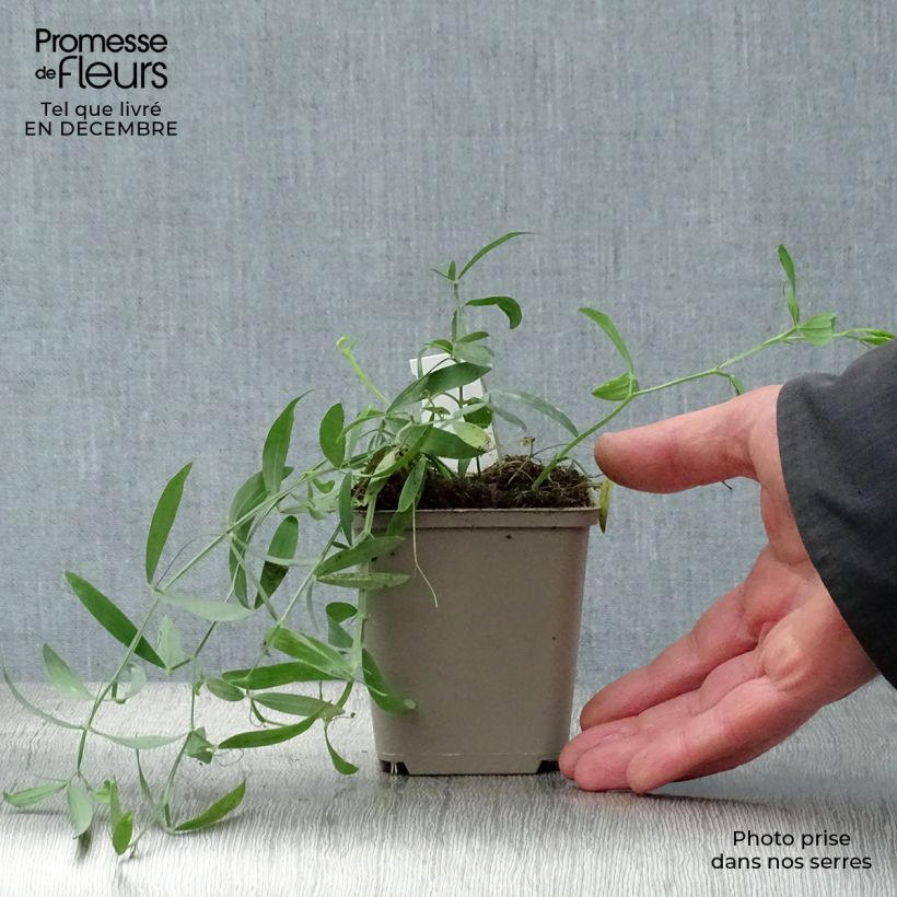 Lathyrus latifolius Red Pearl - Albejana Maceta de 8/9 cm Ejemplar entregado en invierno