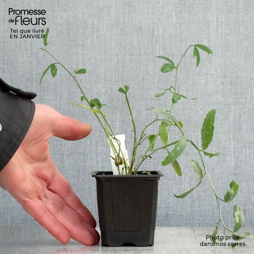 Lathyrus latifolius White Pearl - Albejana Maceta de 8/9 cm Ejemplar entregado en invierno