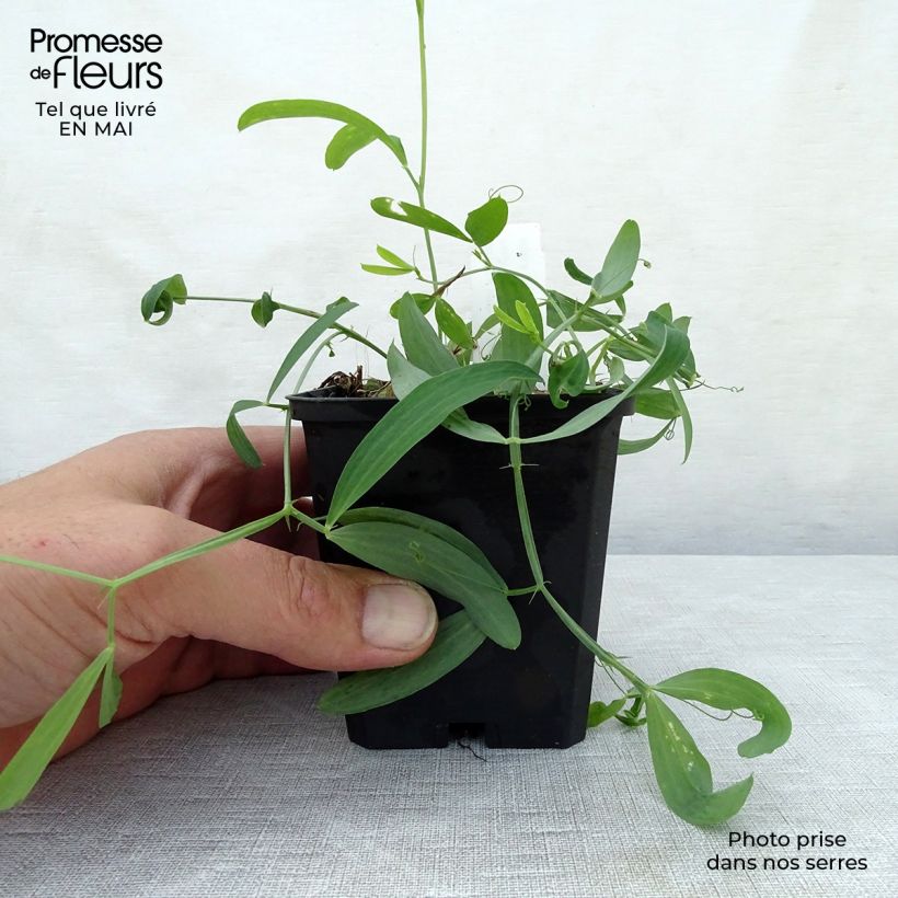 Lathyrus latifolius White Pearl - Albejana Maceta de 8/9 cm Ejemplar entregado en la primavera