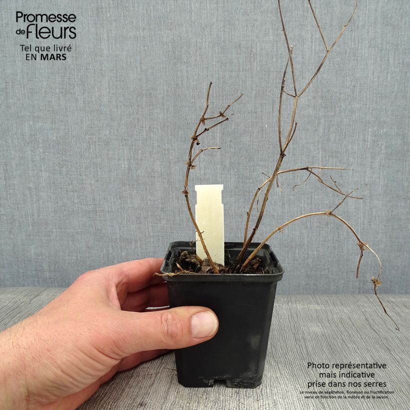 Lathyrus niger Maceta de 8/9 cm Ejemplar entregado en invierno