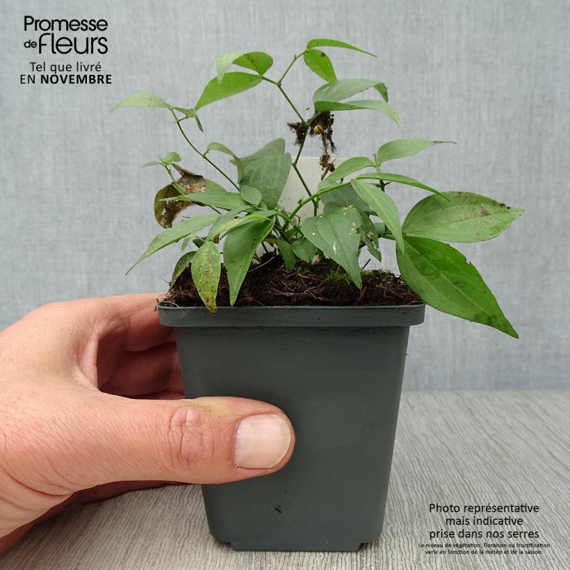 Ejemplar de Lathyrus vernus - Arveja de primavera Maceta de 8/9 cm entregado en otoño