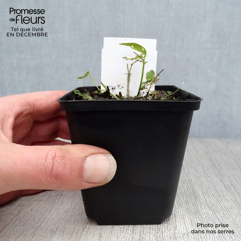 Lathyrus vernus - Arveja de primavera Maceta de 8/9 cm Ejemplar entregado en invierno