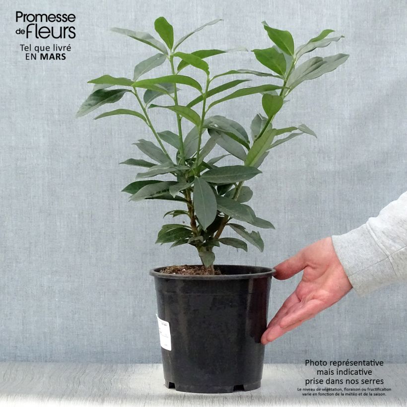 Laurel cerezo Genolia - Prunus laurocerasus Maceta 3L/4L Ejemplar entregado en la primavera