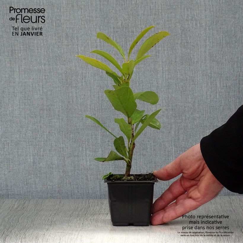 Laurel cerezo Fontanettes - Prunus laurocerasus Maceta de 8/9 cm Ejemplar entregado en invierno