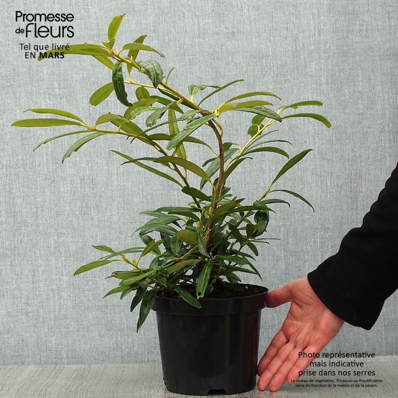 Laurel cerezo Zabeliana - Prunus laurocerasus Maceta 2L/3L Ejemplar entregado en invierno