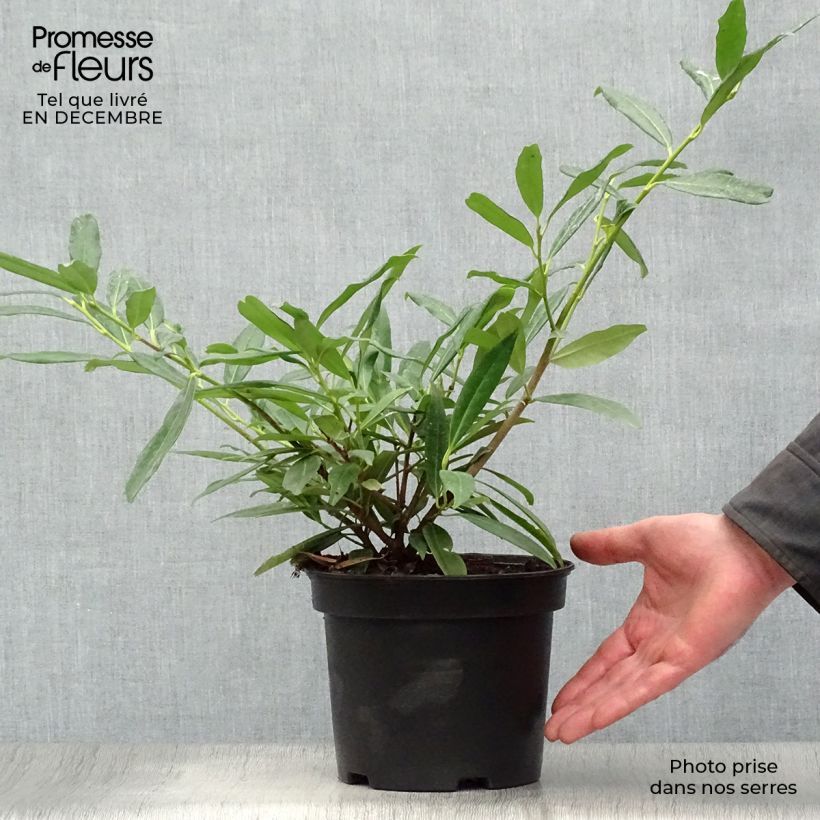 Laurel cerezo Zabeliana - Prunus laurocerasus Maceta 4L/5L Ejemplar entregado en invierno