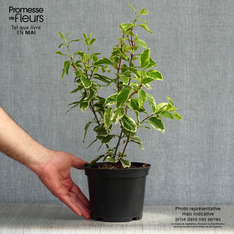 Viburnum tinus Variegatum - Durillo Maceta 2L/3L Ejemplar entregado en la primavera