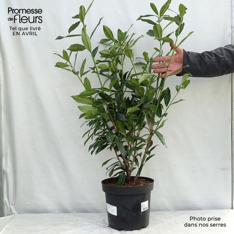 Laurel cerezo Caucasica - Prunus laurocerasus Maceta 7,5L/10L Ejemplar entregado en la primavera