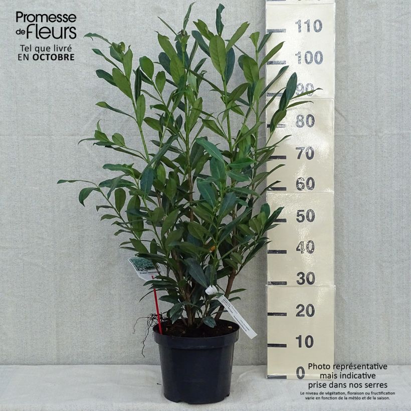 Ejemplar de Laurel cerezo Caucasica - Prunus laurocerasus Maceta 7,5L/10L entregado en otoño