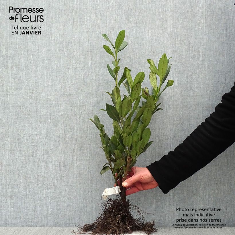 Laurel cerezo Caucasica - Prunus laurocerasus Raíces desnudas Ejemplar entregado en invierno