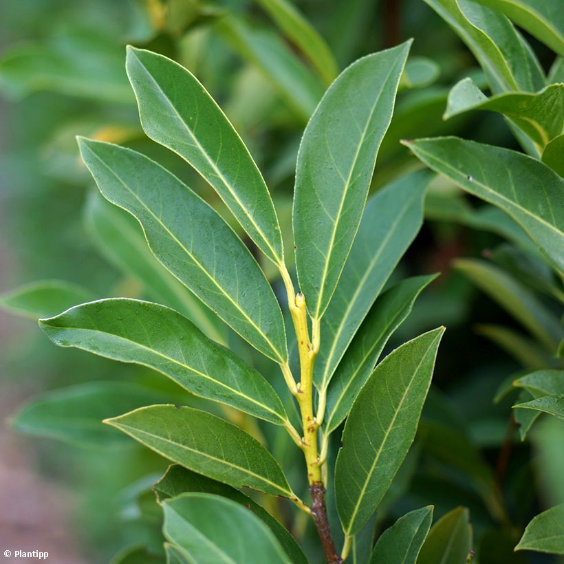 Laurel cerezo Elly - Prunus laurocerasus (Follaje)