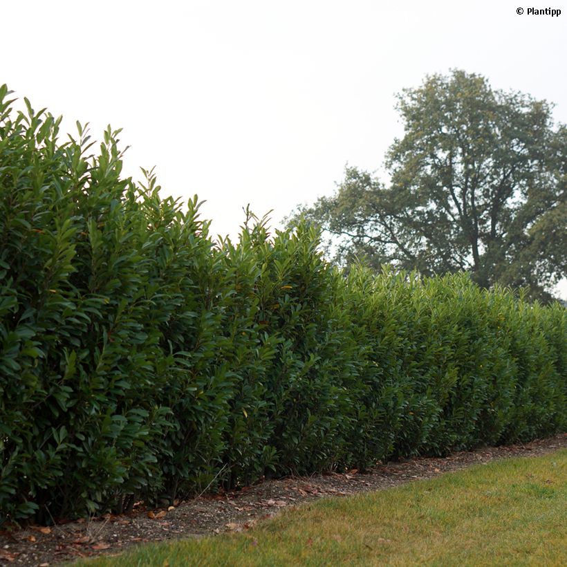 Laurel cerezo Elly - Prunus laurocerasus (Porte)