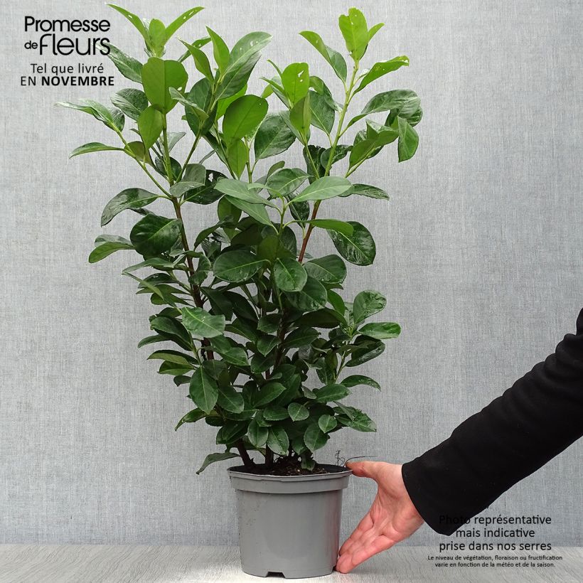 Ejemplar de Laurel cerezo Etna - Prunus laurocerasus Maceta 2L/3L entregado en otoño