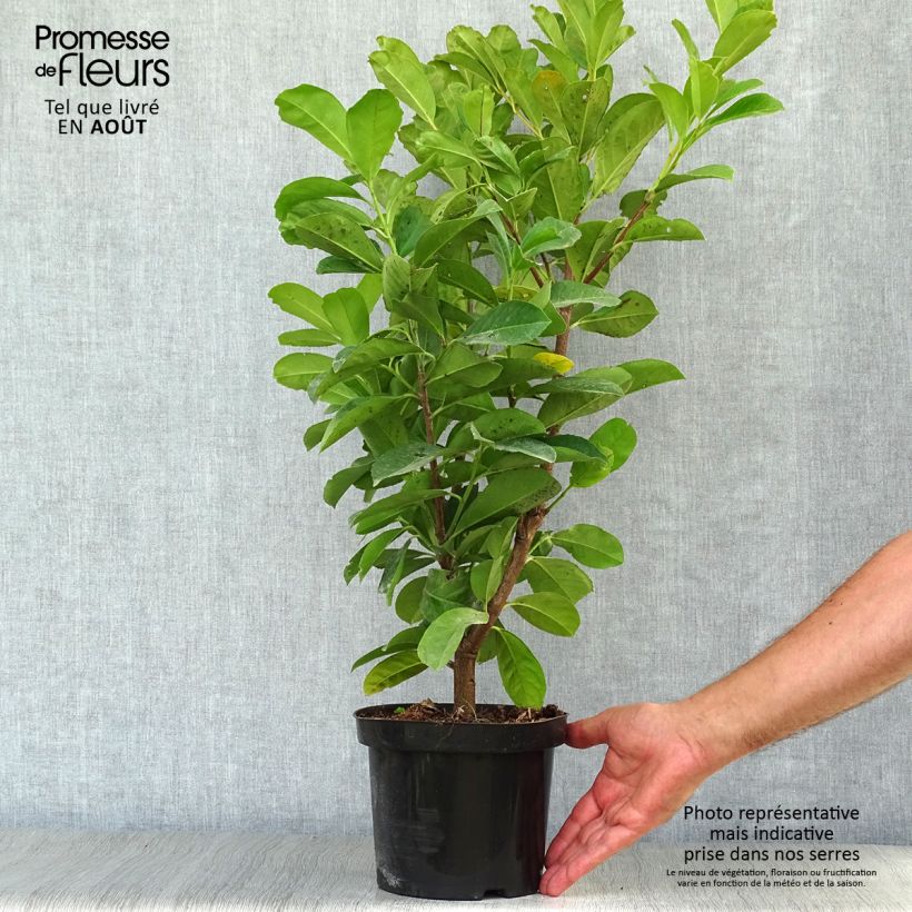 Ejemplar de Laurel cerezo Etna - Prunus laurocerasus Maceta 2L/3L entregado en verano