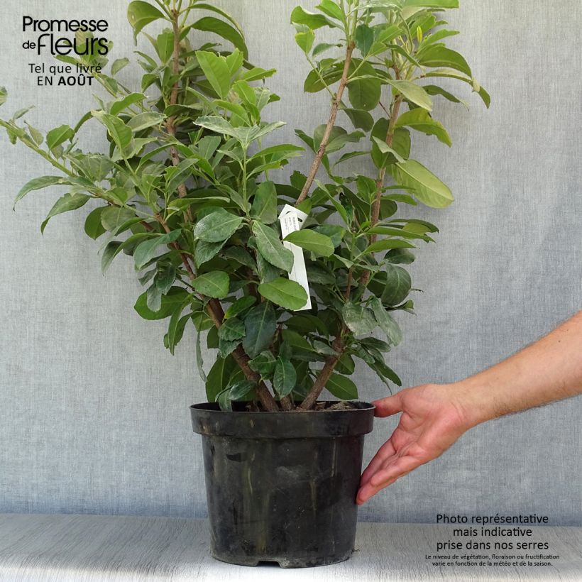 Ejemplar de Laurel cerezo Etna - Prunus laurocerasus Maceta 4L/5L entregado en verano