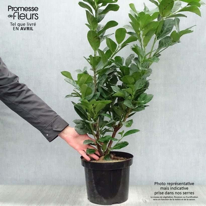 Laurel cerezo Etna - Prunus laurocerasus Maceta 4L/5L Ejemplar entregado en la primavera