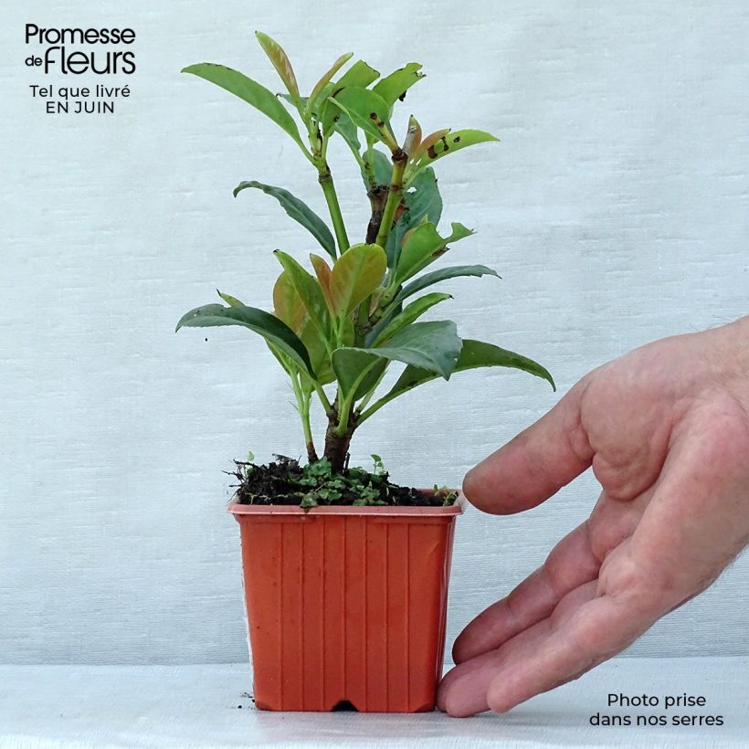 Ejemplar de Laurel cerezo Etna - Prunus laurocerasus Maceta de 8/9 cm entregado en verano