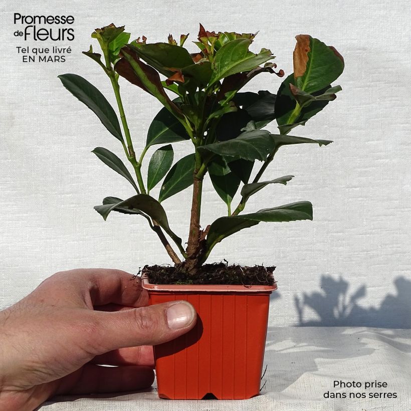 Laurel cerezo Etna - Prunus laurocerasus Maceta de 8/9 cm Ejemplar entregado en la primavera