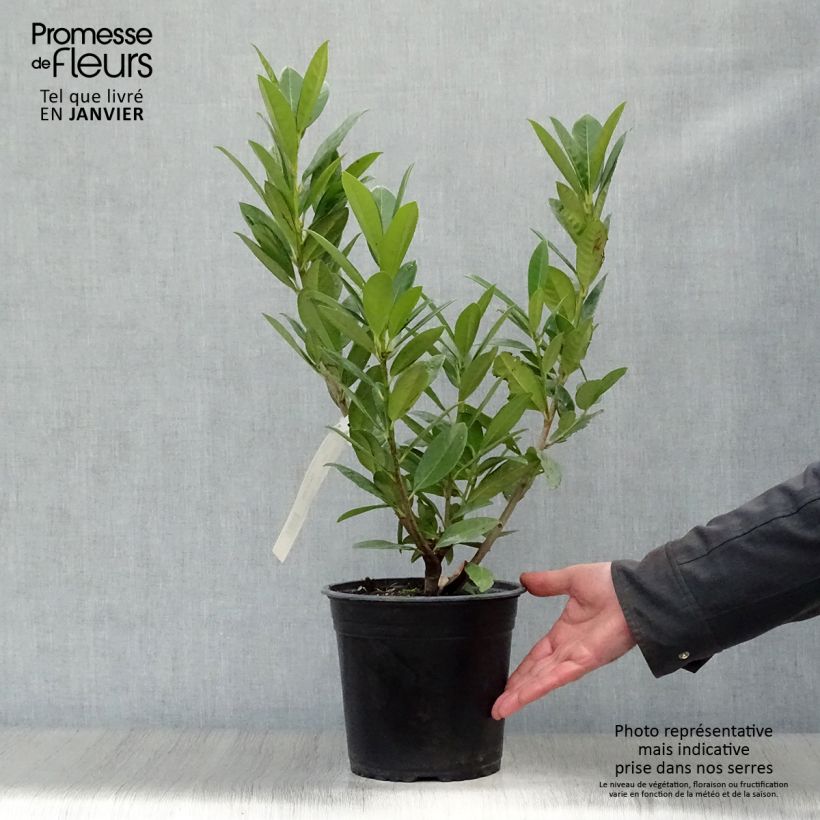 Laurel cerezo Greentorch - Prunus laurocerasus Maceta 3L/4L Ejemplar entregado en invierno