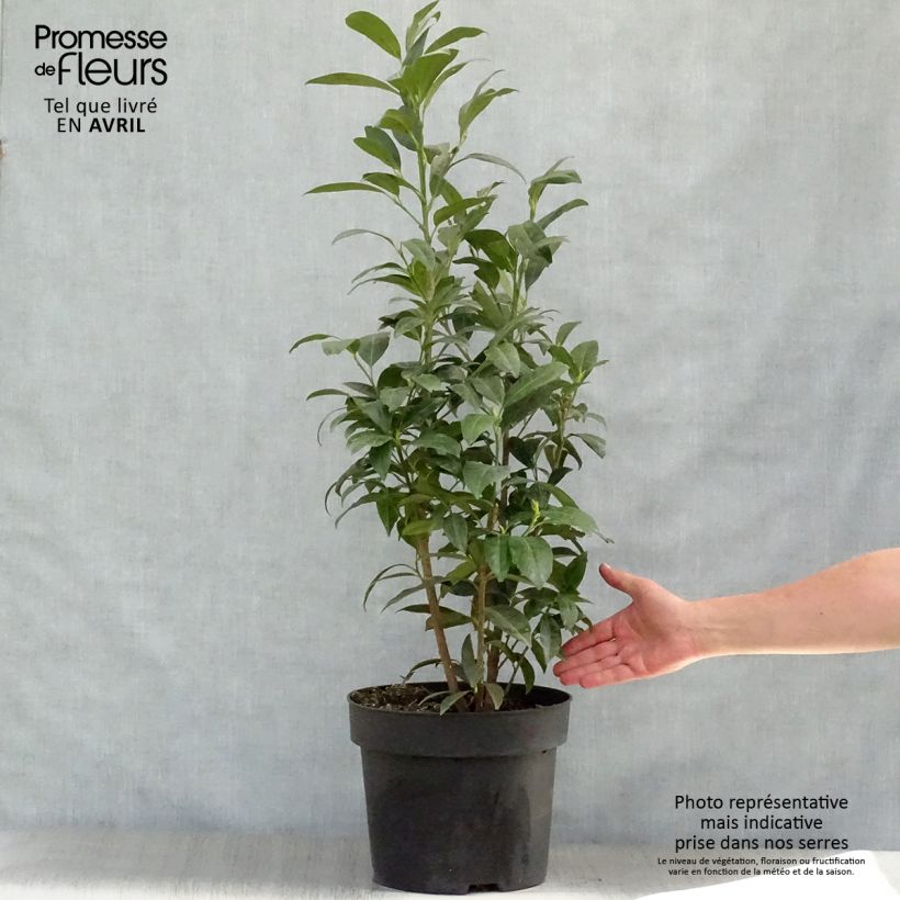 Laurel cerezo Herbergii - Prunus laurocerasus Maceta 7,5L/10L Ejemplar entregado en la primavera