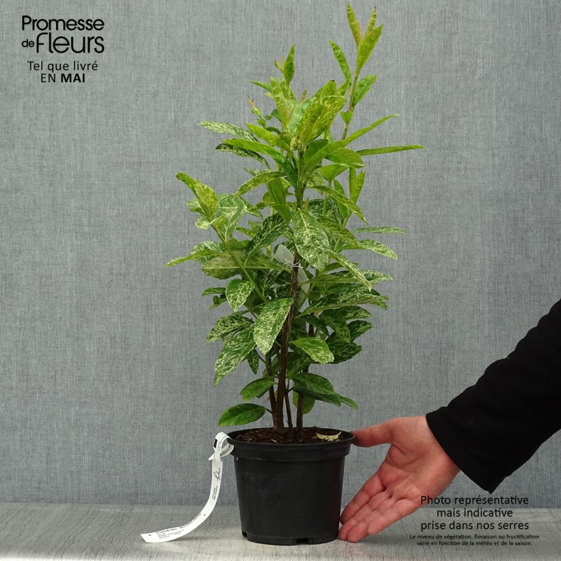 Laurel cerezo Marbled White - Prunus laurocerasus Maceta 2L/3L Ejemplar entregado en la primavera