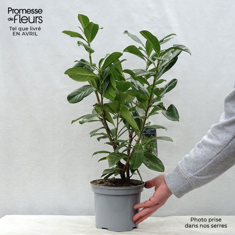 Laurel cerezo Novita - Prunus laurocerasus Maceta 2L/3L Ejemplar entregado en la primavera