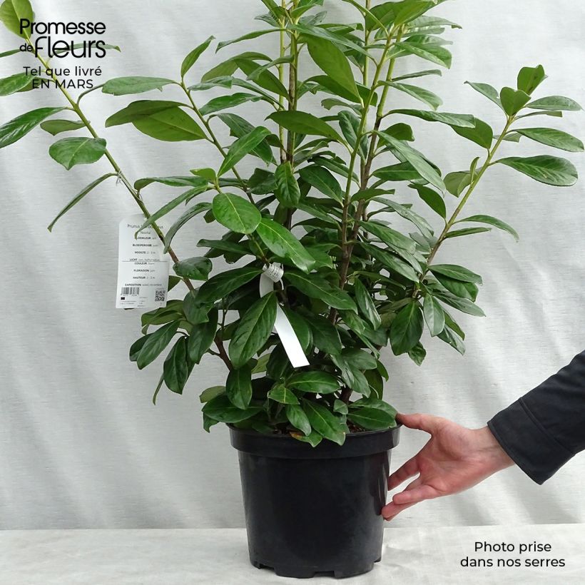 Laurel cerezo Novita - Prunus laurocerasus Maceta 7,5L/10L Ejemplar entregado en la primavera