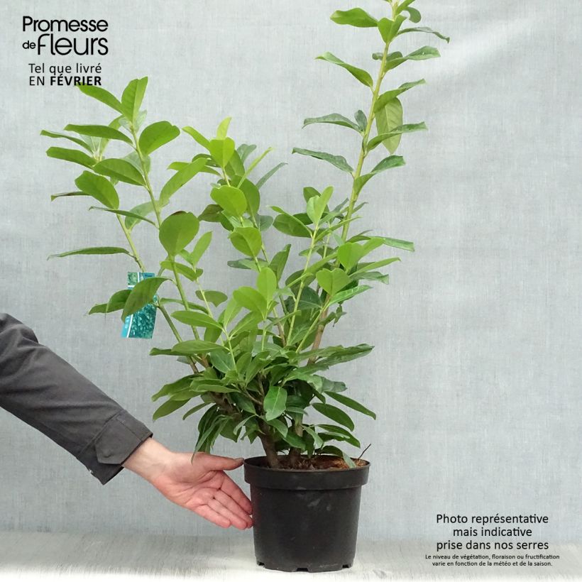 Laurel cerezo Novita - Prunus laurocerasus Maceta 4L/5L Ejemplar entregado en invierno