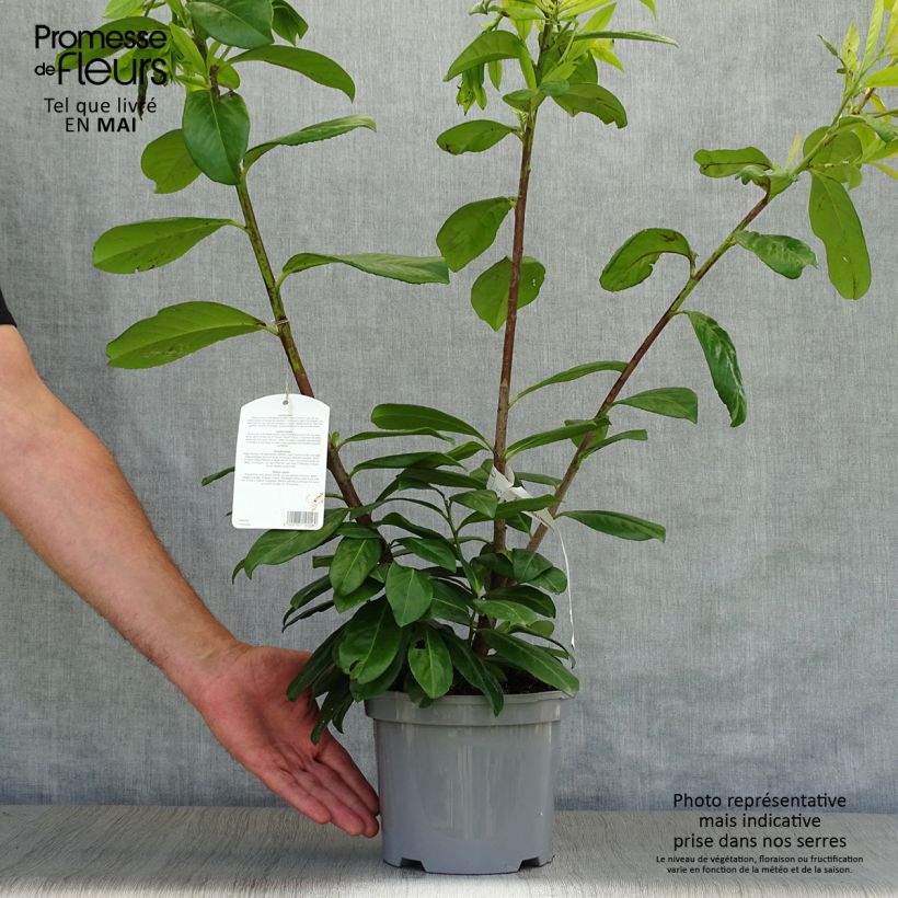 Laurel cerezo Novita - Prunus laurocerasus Maceta 4L/5L Ejemplar entregado en la primavera