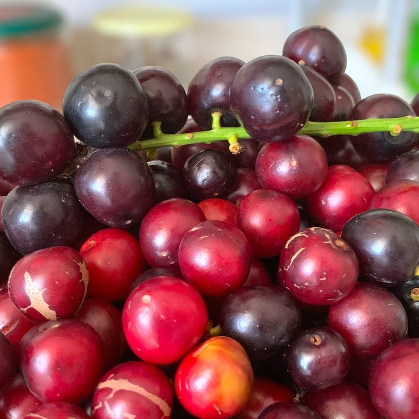 Laurel cerezo Otto Luyken - Prunus laurocerasus (Cosecha)