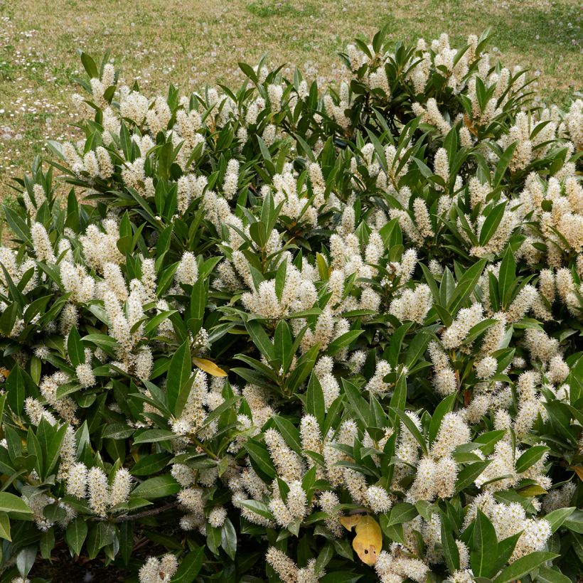 Laurel cerezo Otto Luyken - Prunus laurocerasus (Porte)