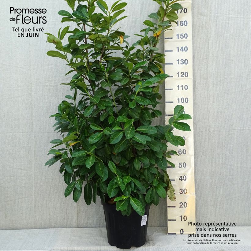 Laurel cerezo Rotundifolia - Prunus laurocerasus Maceta 12L/15L Ejemplar entregado en la primavera