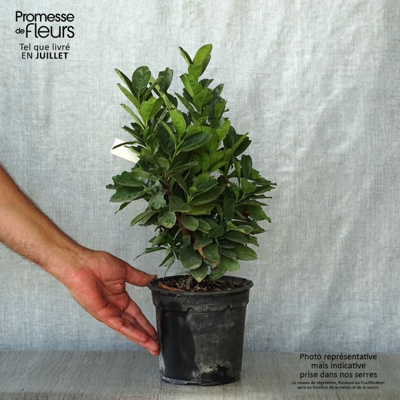 Ejemplar de Laurel cerezo Miniredia - Prunus laurocerasus Maceta 2L/3L entregado en verano