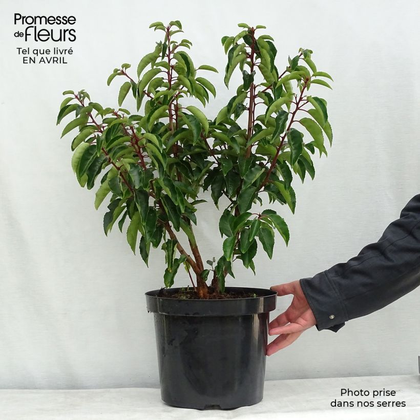 Laurel portugués - Prunus lusitanica Maceta 7,5L/10L Ejemplar entregado en la primavera
