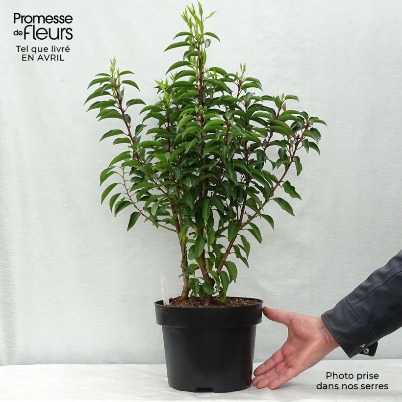 Laurel portugués Angustifolia - Prunus lusitanica Maceta 3L/4L Ejemplar entregado en la primavera