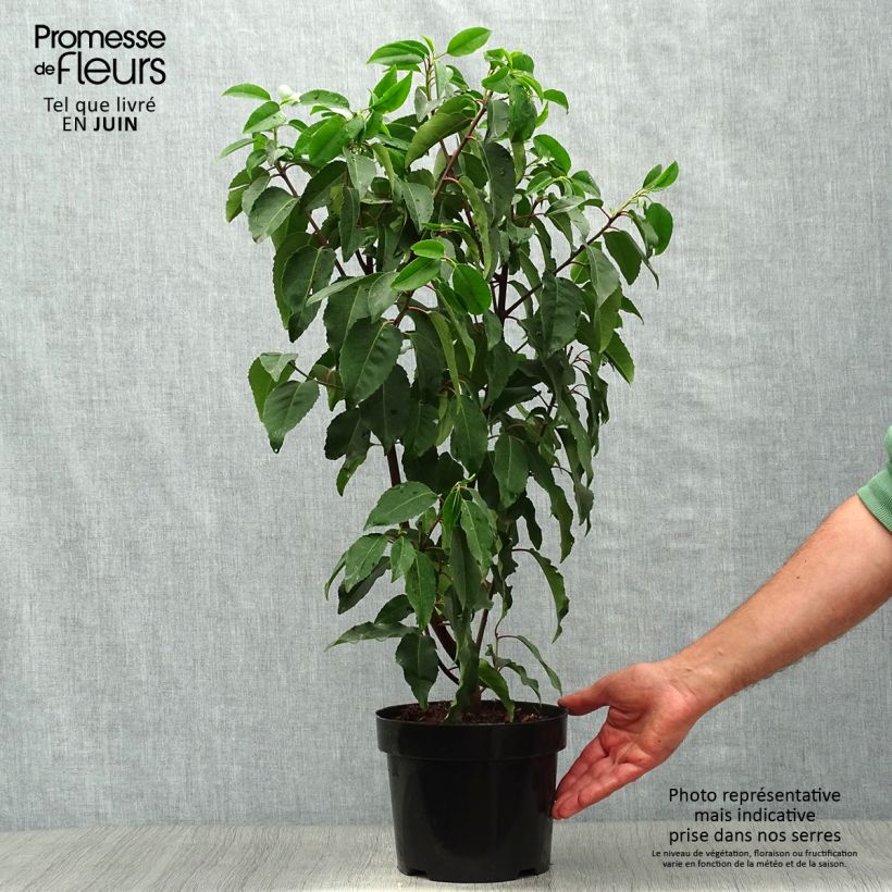 Ejemplar de Laurel portugués Angustifolia - Prunus lusitanica Maceta 3L/4L entregado en verano