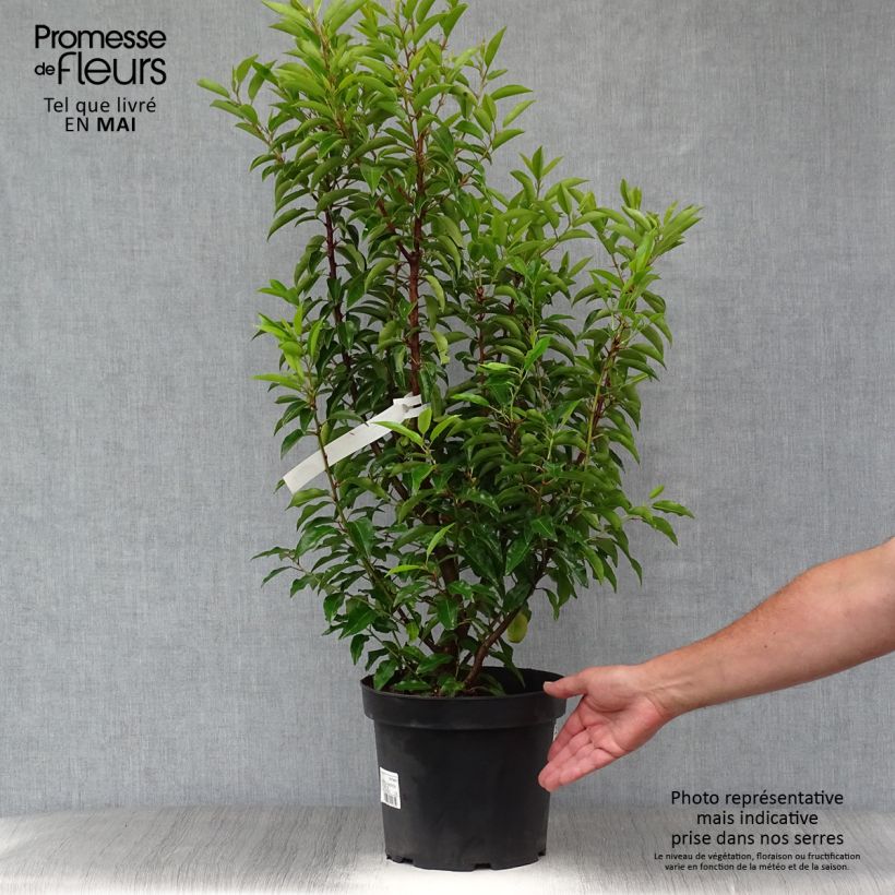 Laurel portugués Angustifolia - Prunus lusitanica Maceta 7,5L/10L Ejemplar entregado en la primavera