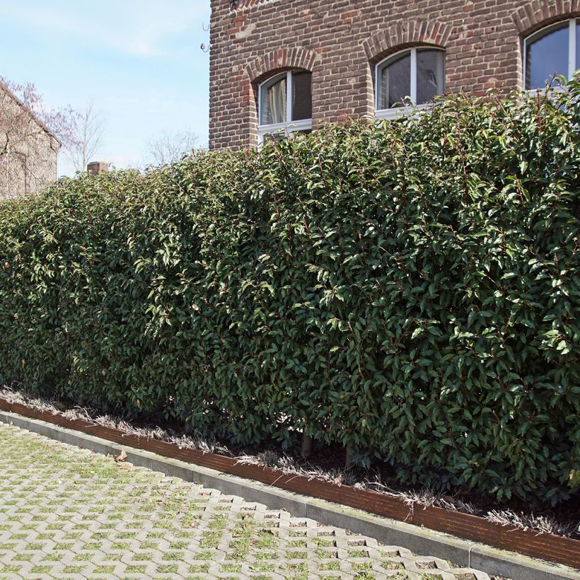 Laurel portugués Angustifolia - Prunus lusitanica (Porte)