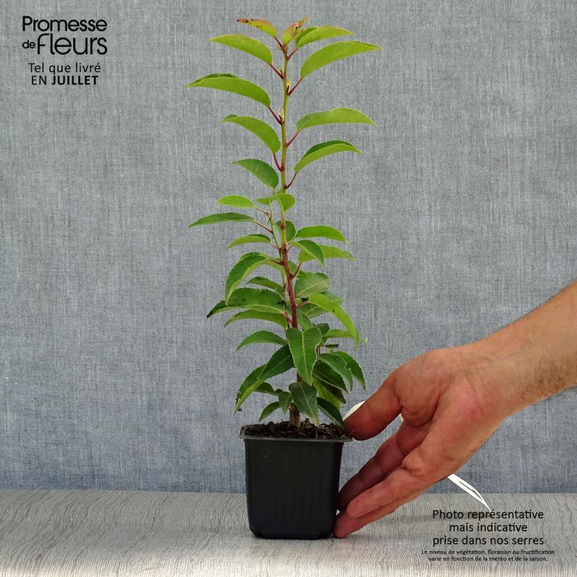 Ejemplar de Laurel portugués Angustifolia - Prunus lusitanica Maceta de 8/9 cm entregado en verano