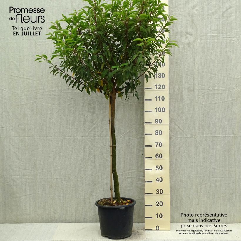 Ejemplar de Laurel portugués Myrtifolia - Prunus lusitanica Maceta 12L/15L, Medio tallo entregado en verano