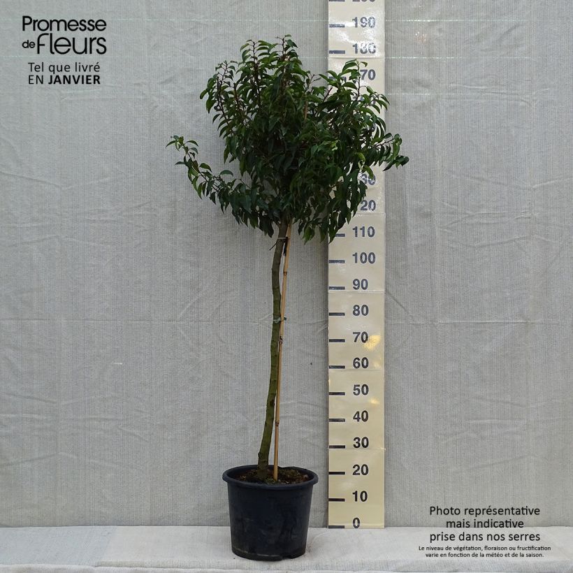 Laurel portugués Myrtifolia - Prunus lusitanica Maceta 12L/15L Ejemplar entregado en invierno